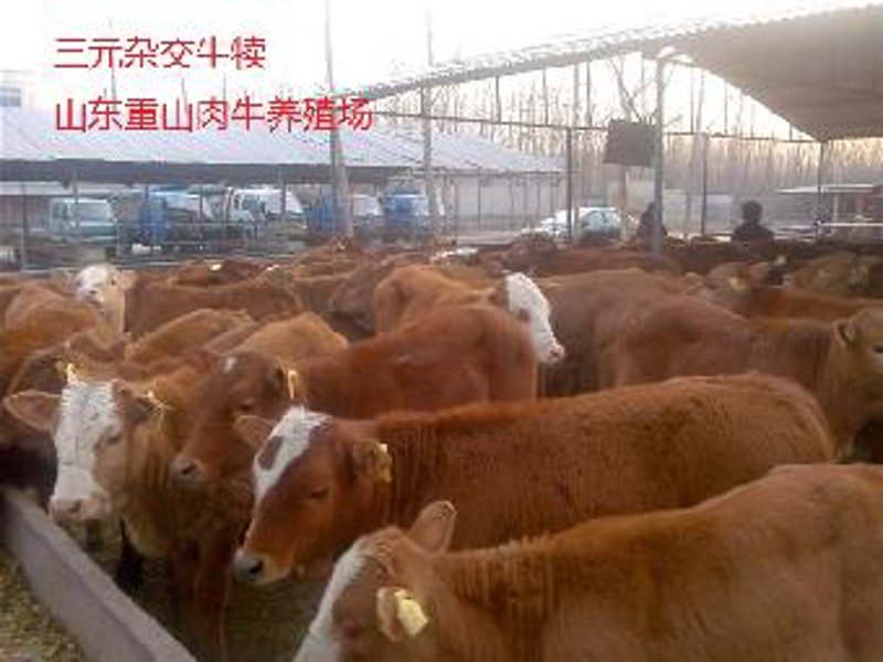 互联网时代的养殖业:定襄县荣昇养殖场的崛起之路